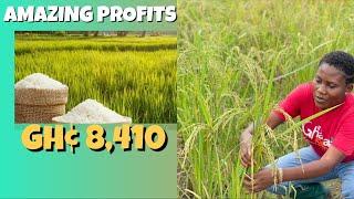 GHANA RICE : Invest GH¢9,590 And Make A Profit Of GH¢8,410 On One Acre Rice Farm. Budget Breakdown