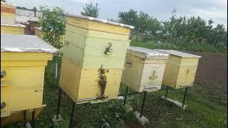 Двухматочное содержание пчёл.  Как применить этот метод?