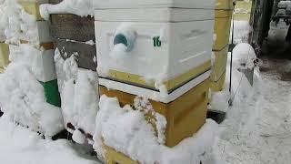 открывать или не открывать сетчатое дно пчелам на зиму , какой вариант зимовки выбрать и почему