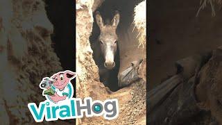 Donkey Rescued from Sinkhole || ViralHog
