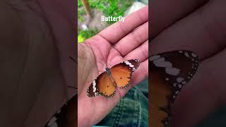 #butterfly