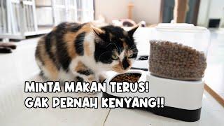 Kucing Minta Makan Terus! GAK PERNAH KENYANG! Kenapa ya?