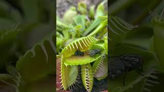 Venus fly trap eating, flytrap bug eater plant!!