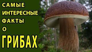 САМЫЕ ИНТЕРЕСНЫЕ ФАКТЫ О ГРИБАХ