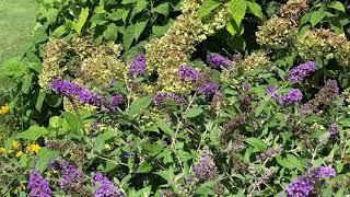 Blue Chip Jr. Butterfly Bush