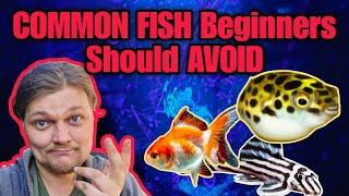 New Fishkeepers Should NEVER Buy These 10 Common Aquarium Species. Fish Beginners Should Avoid!