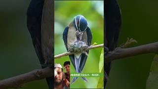 beautiful birds. #motivation #nds_media #shortsviral #viral #shorts #short