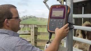 Gallagher Touch Screen Weigh Scales - Weighing Hereford Cattle