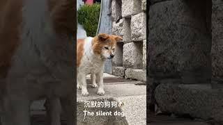 The silent dog沉默的狗狗