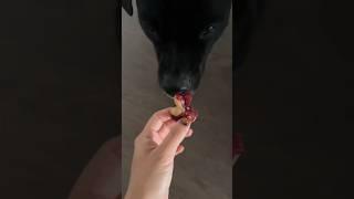 Pb&j inspired frozen dog treat recipe!