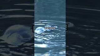 The Quirky World of Platypuses!