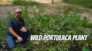 Wild Portulaca Plant