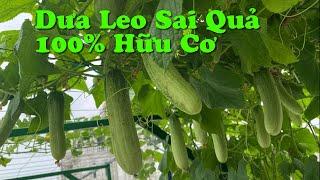 Cách Bón Phân Cho Dưa Chuột (Dưa Leo) 100 % Hữu Cơ Trong Giai Đoạn Thu Hoạch Quả Liên Tục