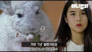 마냥 행복해보이는 친칠라 자몽이의 숨겨진 과거.. l The Sad, Hidden Past Behind Happy Chinchilla