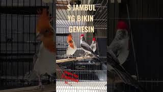 burung jambul #shortvideo #shorts #kicau #kicaumania #birds #bird #birdlovers #omkicau #reel #reels