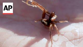 New species of arachnid captured on video for first time