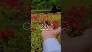 Heart soothing quran recitation | Heart touching quran recitation crying | tilawat #shorts #quran(4)