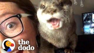 Rescue Otter Has The Funniest Way Of Asking His Favorite Person For Treats | The Dodo