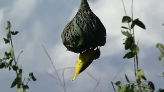 Weaver Bird (Serengeti - Tanzania)