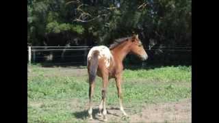 Binnalong Soffie Ann 2011 Sportaloosa Filly- SI Futurity Video