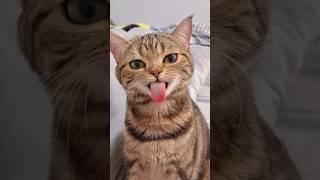 Funny animals 2023 - Funniest Cats and Dogs Video248 #shorts