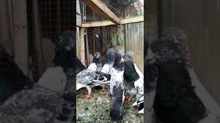 High Quality Pigeons For Parwaz || Syed Pigeons Officials