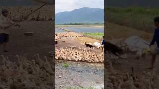 OMG 🫨 Dog herding ducks #farmlifetv #shorts