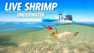 Multi-Species fishing with Live Shrimp - catch and cook