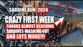 FISH FISH FISH Galore!!! Sardine Run 2024 | Symphony of the Sea | ASFN Sardine Run 2024