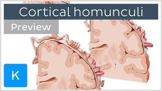 Motor and sensory cortical homunculus (preview) - Human Neuroanatomy | Kenhub