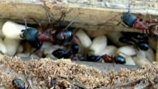 King of the House Home Inspection --, Bellingham, WA -- Carpenter Ants