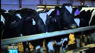 Farmers suspect cattle rustlers stole 14 cows