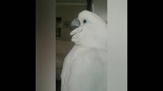 Ozzie the Cockatoo's Motivational Speech for the Day!