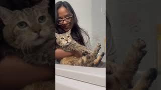 Bath time with a sweet cat  (#shorts)