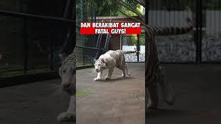 BEGINI AKIBATNYA JIKA MEMBELAKANGI HARIMAU !