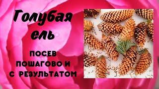 ГОЛУБАЯ ЕЛЬ. ПОСЕВ СЕМЯН. Пошагово и с результатом.