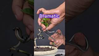 Creating a Very Dramatic Bonsai Tree Concept