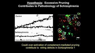 How Immune Cells Sculpt Developing Synaptic Circuits