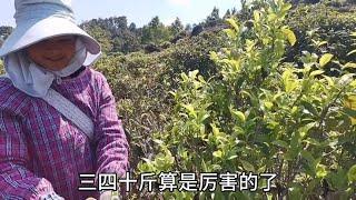 认识普洱茶，看原料是如何从树上采摘下来的，与您想像的一样吗？