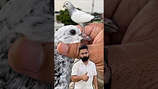 new baby pigeon ️ | #pigeon #kabootar #kabootarbazi #shortsfeed #shorts
