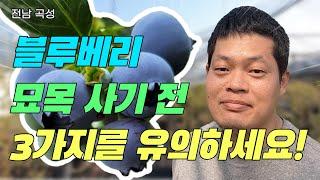 블루베리 묘목 제발 아무거나 사지 마세요! [농부의정석 ep.5]