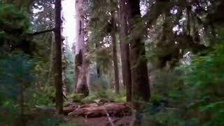Daughter catches Bigfoot? in Hoh Rainforest in Olympic National Park.