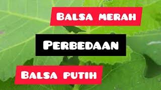 Balsa putih VS Balsa merah