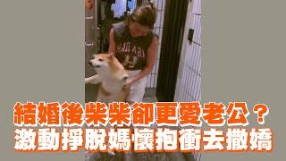 結婚後柴柴卻更愛老公？激動掙脫媽懷抱衝去撒嬌｜寵物動物｜精選影片