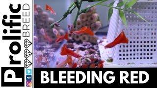 FULL RED ALBINO GUPPIES | BREEDING FOR PROFIT