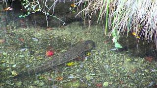 The Center for Conservation & Research at San Antonio Zoo works to save the Japanese giant salam...