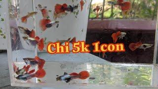 cá 7 màu chỉ 5k 1con  guppy - Thang Le Guppy Farm