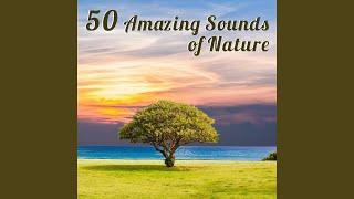 Nature Background Music