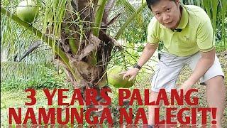 LEGIT! DWARF COCONUT 3 YEARS LANG NAMUNGA NA AT KASING LAKI ANG BUNGA NG ORDINARYONG NIYOG