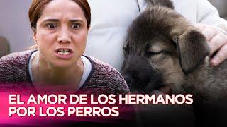 El Amor De Los Hermanos Por Los Perros - Cachorro - Película Turca Doblaje Español